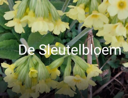Sleutelbloem in de Vogezen