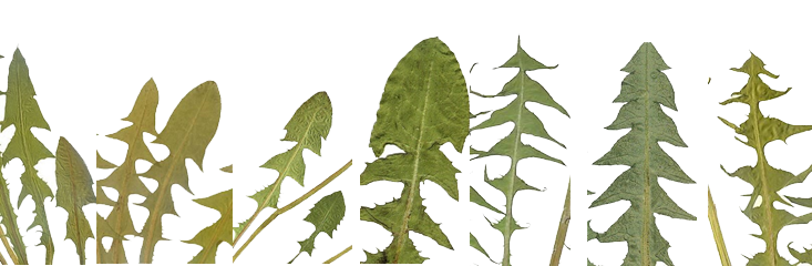 paardenbloemen