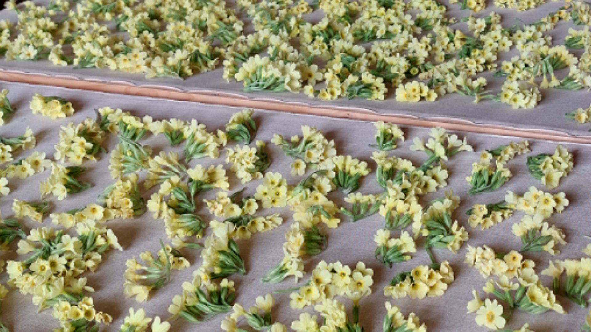 Ecolonie, workshops internationaal
