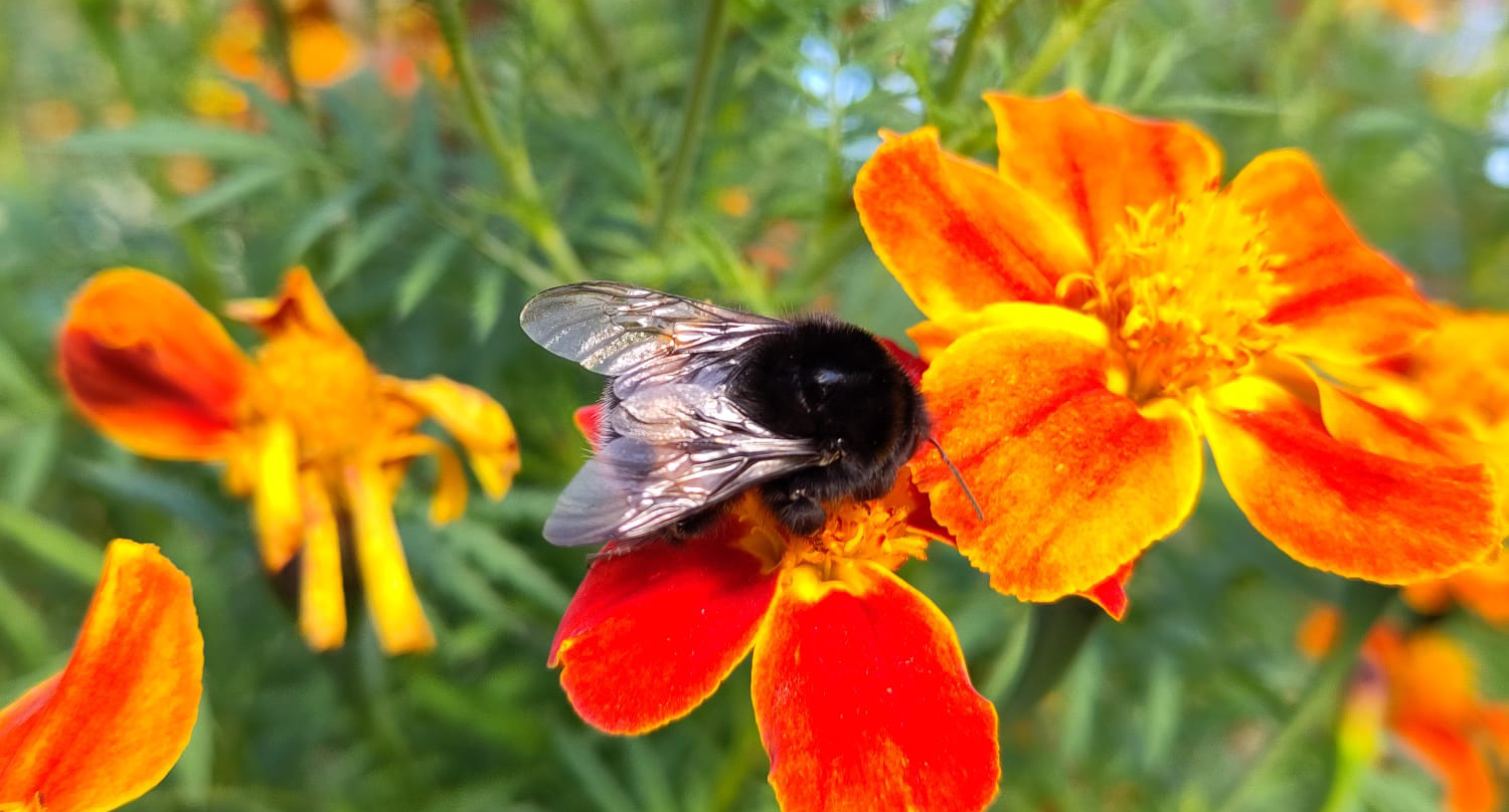 bumblebee, natuurlijk zelf doen, tinka van egten
