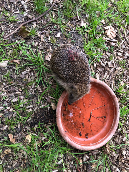 egel, natuurlijk zelf doen, tinka van egten